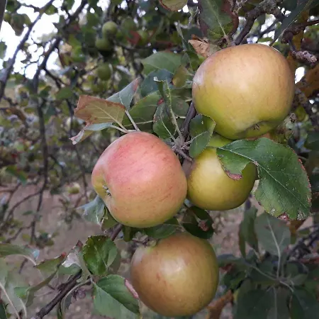 Gaestehaus Jutta / Link 招待所 3*